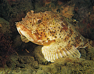 Scorpion Fish